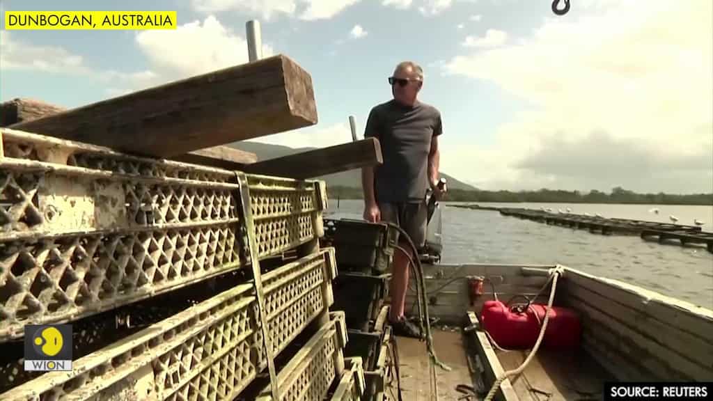 Australian family-run oyster farm decimated by floods, bill in hundreds of thousands