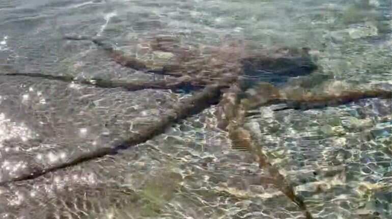 Octopuses came from space? This study says so