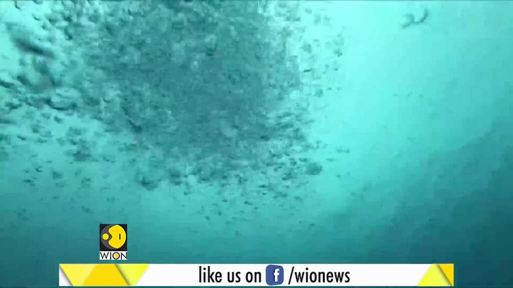 Cuba attempts to repopulate coral reefs