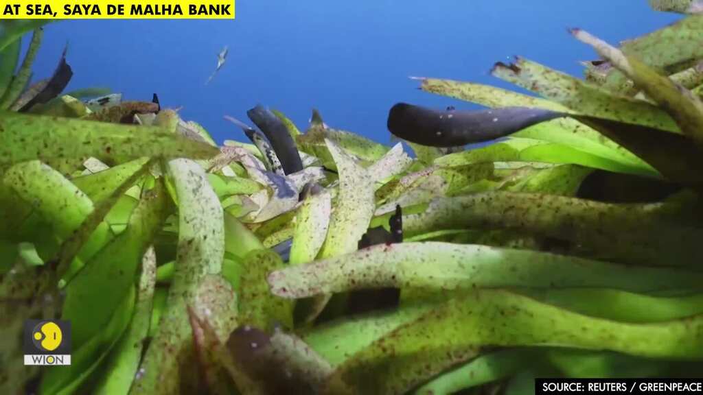 Shrinking sea meadows store more carbon than forests. Scientists are racing to track what’s left