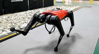 The ulti-mutt pet? Chinese tech company develops robo-dogs