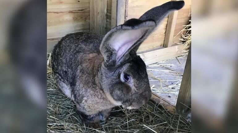 World's biggest rabbit stolen from home in England