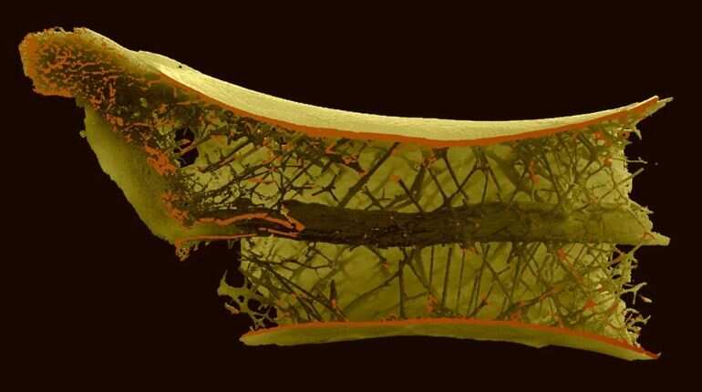 Scientists detect how world's largest flying animals support their giant necks