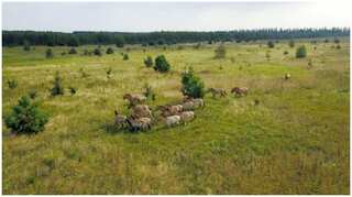 Wild horses thrive in Chernobyl's radiation-hit exclusion zone
