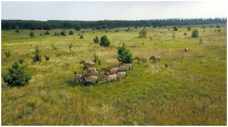 Wild horses thrive in Chernobyl's radiation-hit exclusion zone
