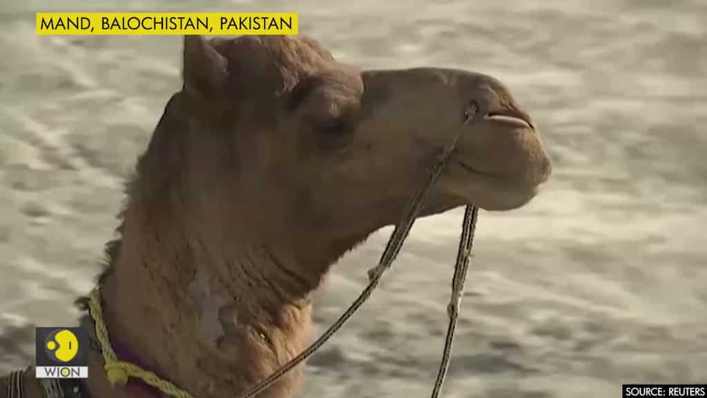 Camel library brings books to children in Pakistan desert