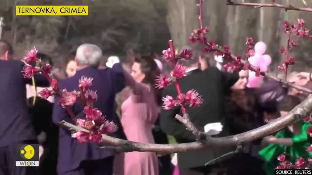 Blooming peach garden becomes central stage for costumed ball in Crimea