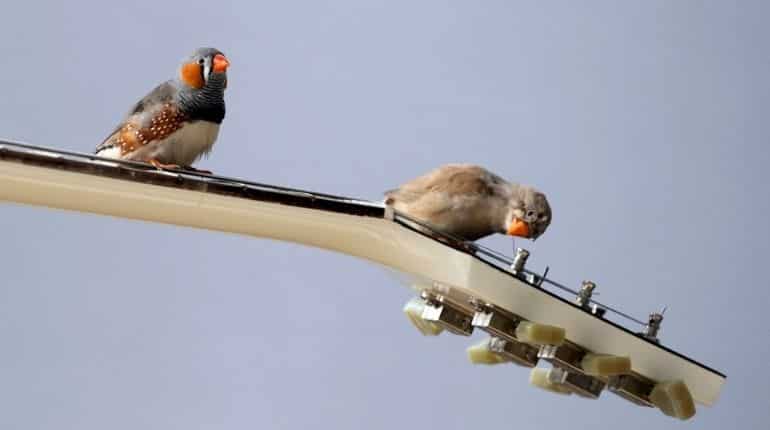 New York: Man tries to smuggle 35 live finches to win singing competitions New York: Man tries to smuggle 35 live finches to win singing competitions