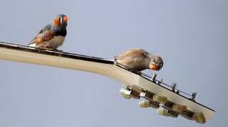 New York: Man tries to smuggle 35 live finches to win singing competitions