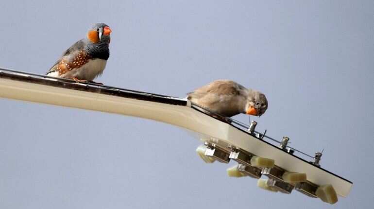 New York: Man tries to smuggle 35 live finches to win singing competitions