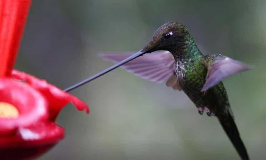 Hummingbirds stop controversial pipeline construction in Canada