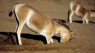 Feral desert donkeys are digging wells, giving water to parched wildlife