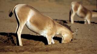 Feral desert donkeys are digging wells, giving water to parched wildlife