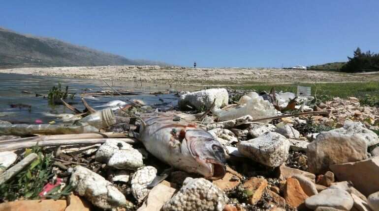 Tonnes of dead fish wash up on shore of polluted Lebanese lake