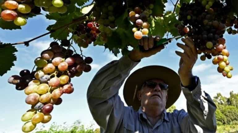 Fear of losing a livelihood