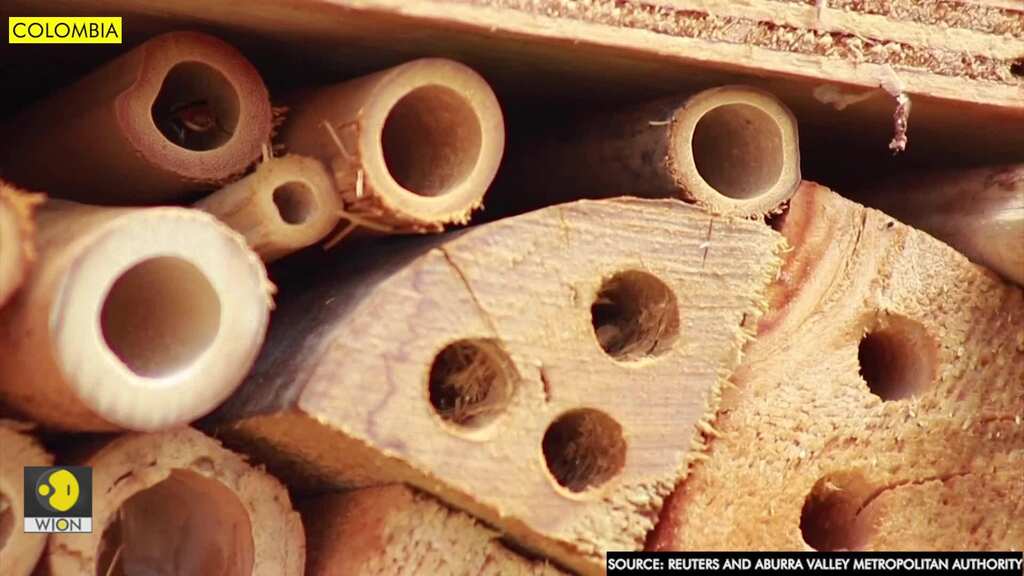 Busy bees in Colombia get respite in bamboo hotels