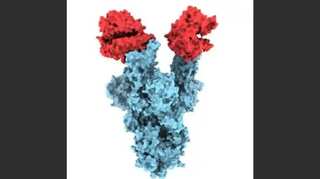 UK variant: First images of B.1.1.7 coronavirus mutation