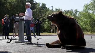 California governor candidate brings a huge brown bear to rally 
