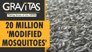Gravitas: Genetically modified mosquitoes arrive in Florida