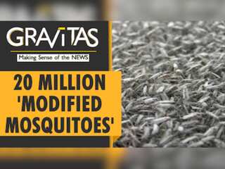 Gravitas: Genetically modified mosquitoes arrive in Florida