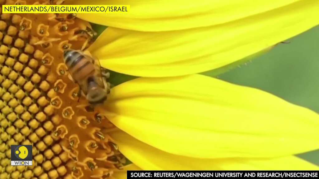 Dutch researchers train bees to detect coronavirus