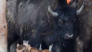Over 45,000 people apply in lottery to kill bison