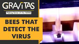 Gravitas: These bees can detect COVID-19