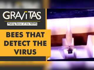 Gravitas: These bees can detect COVID-19