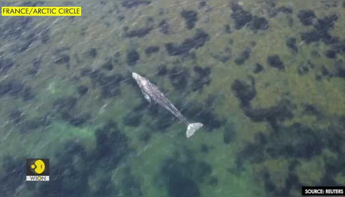 Lost in the Mediterranean, Wally the whale desperately seeks way home to California