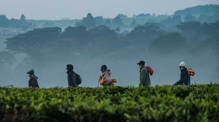 Climate change to destroy over 20% of tea growing areas in Kenya by 2050 Climate change to destroy over 20% of tea growing areas in Kenya by 2050