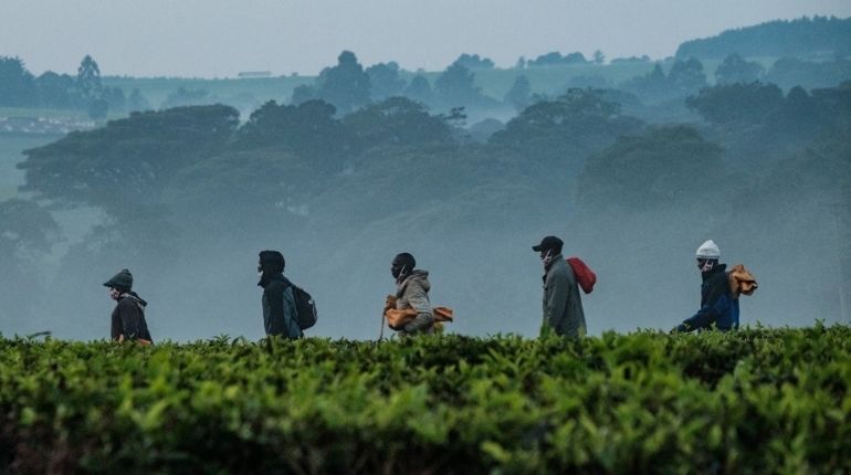 Climate change to destroy over 20% of tea growing areas in Kenya by 2050