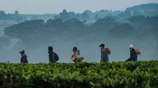 Climate change to destroy over 20% of tea growing areas in Kenya by 2050