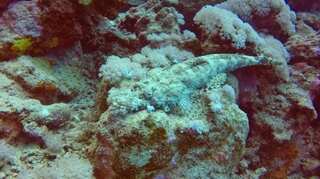 Marine animals thought extinct for 273 million years found in Pacific Ocean!