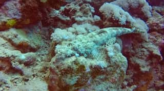 Marine animals thought extinct for 273 million years found in Pacific Ocean!