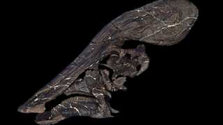 'Talkative' dinosaur? Mexican paleontologists make unique discovery