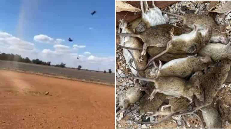Watch: Australia faces worst mouse plague — Rats 'raining' from the sky