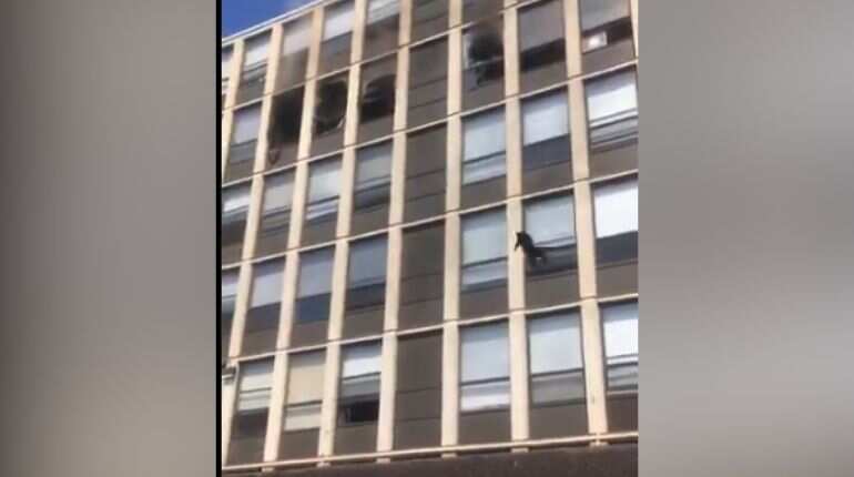 Watch: Cat jumps off fifth floor to save itself from fire, bounces a bit, runs off Watch: Cat jumps off fifth floor to save itself from fire, bounces a bit, runs off
