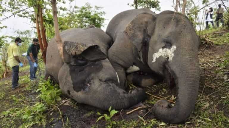India probes death of 18 elephants 'hit by lightning' India probes death of 18 elephants 'hit by lightning'