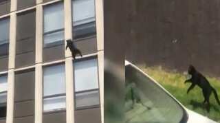 Cat jumps out of 5th storey window, walks off unscathed!