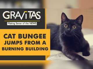 Gravitas: Cat survives after jumping from 5th floor