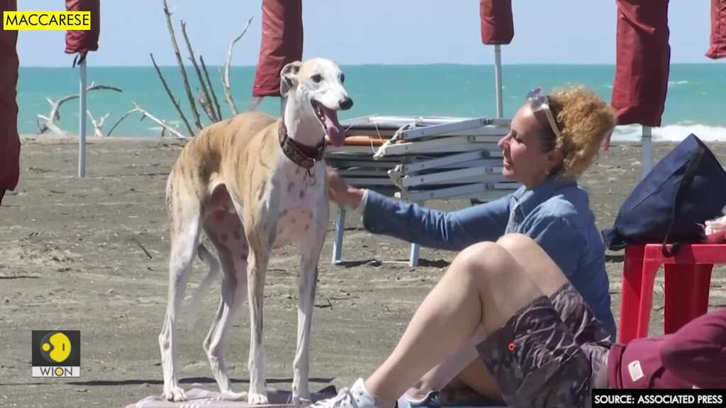 Beach for dogs in Italy welcomes first clients