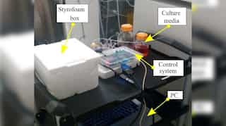 Indian, US scientists grow human brain tissues in a 3D printed apparatus