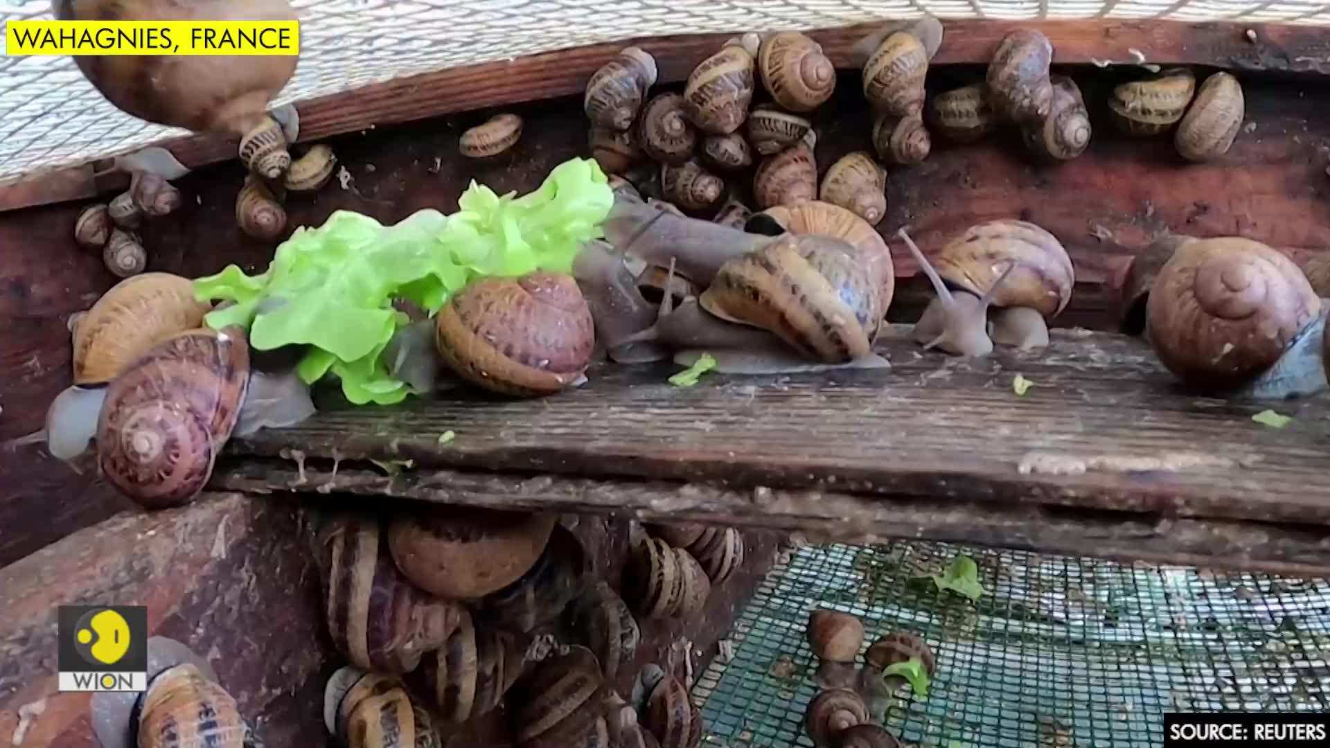 Would you wash with this French artisan's snail slime soap? Edge News