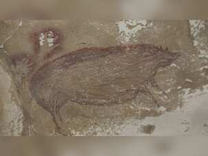 Climate change is killing world's oldest animal cave painting in Sulawesi