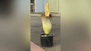 'Equal to thousand pukes': Rare corpse flower attracts thousands in California