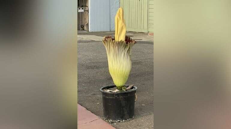 'Equal to thousand pukes': Rare corpse flower attracts thousands in California