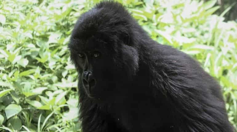 Tourists and gorillas 'safe' after DRC volcano eruption