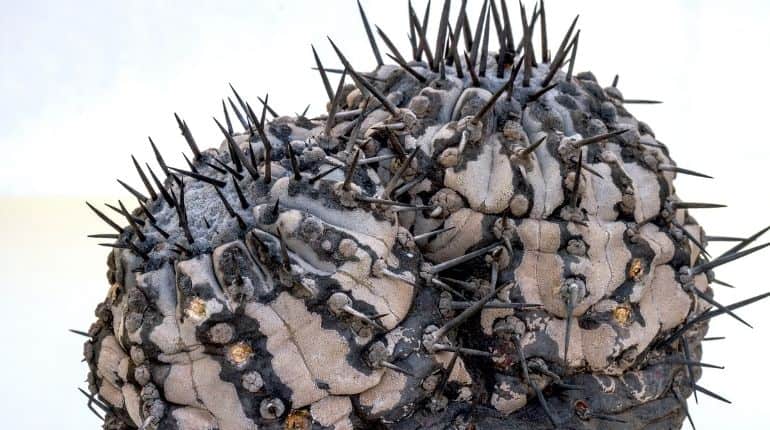 Global cactus traffickers are cleaning out the deserts