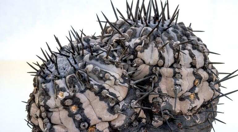 Global cactus traffickers are cleaning out the deserts