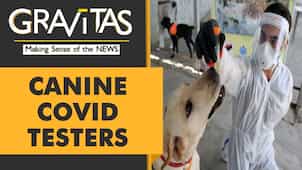 Gravitas: Study finds dogs can sniff out COVID-19